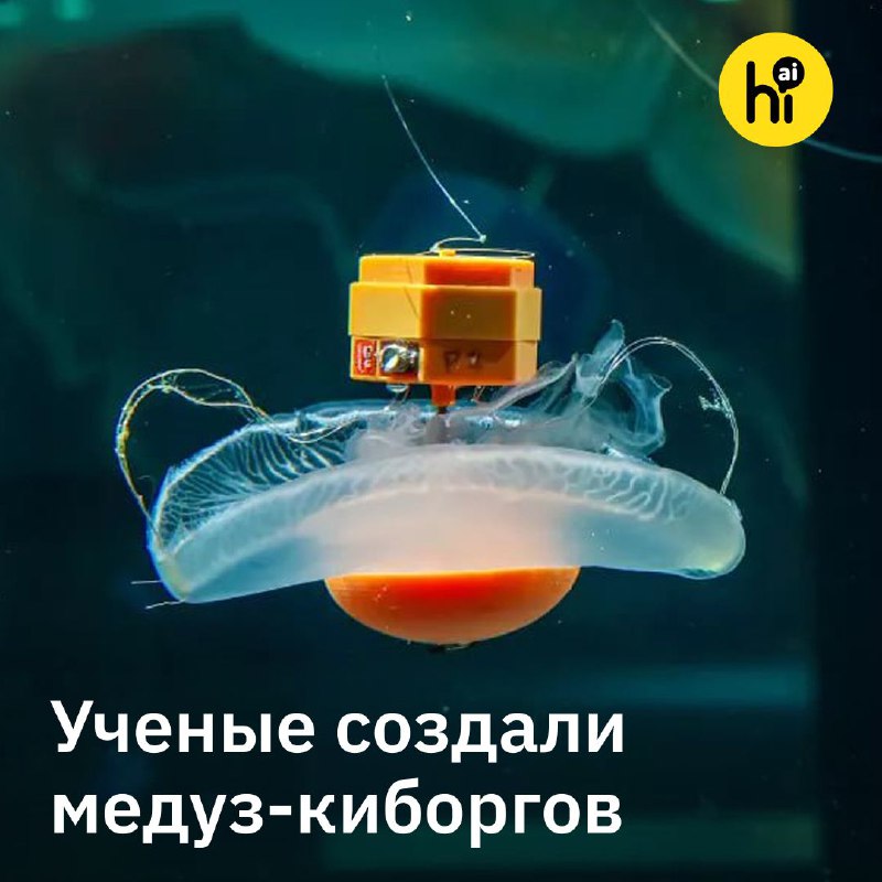 🪼Медузы-киборги отправятся исследовать Мировой океан
Ученые из Калифорнийского технологического инс