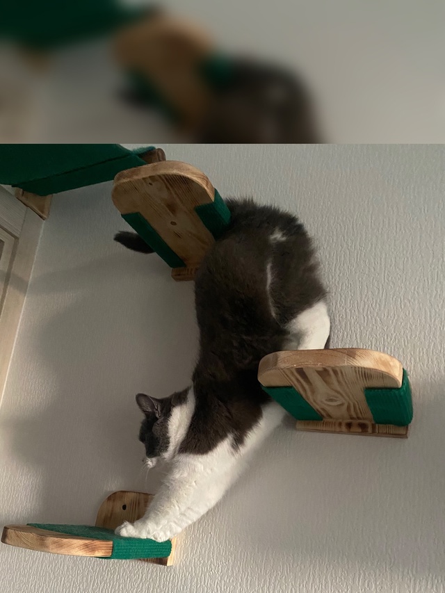 Хоба! #мурёнакошечка