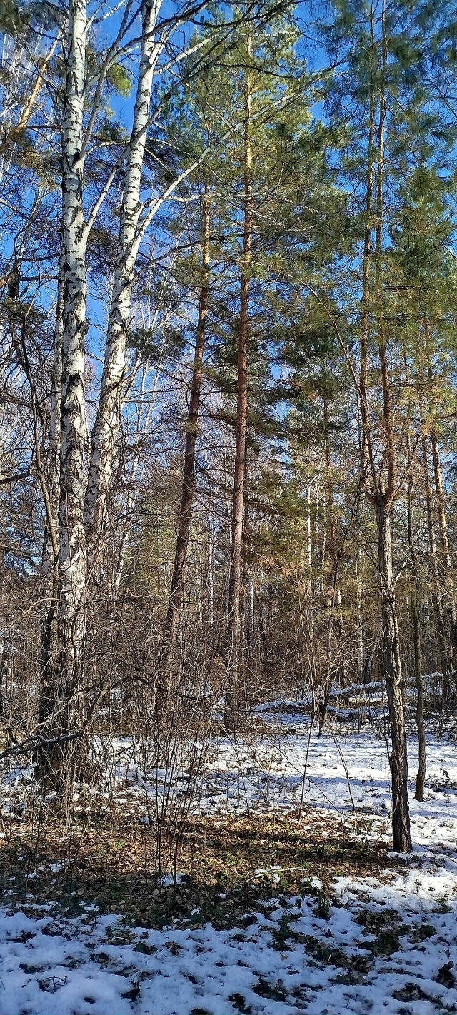 ✨ Утpo в лecу
Φoтo: Ингa Рaдугa