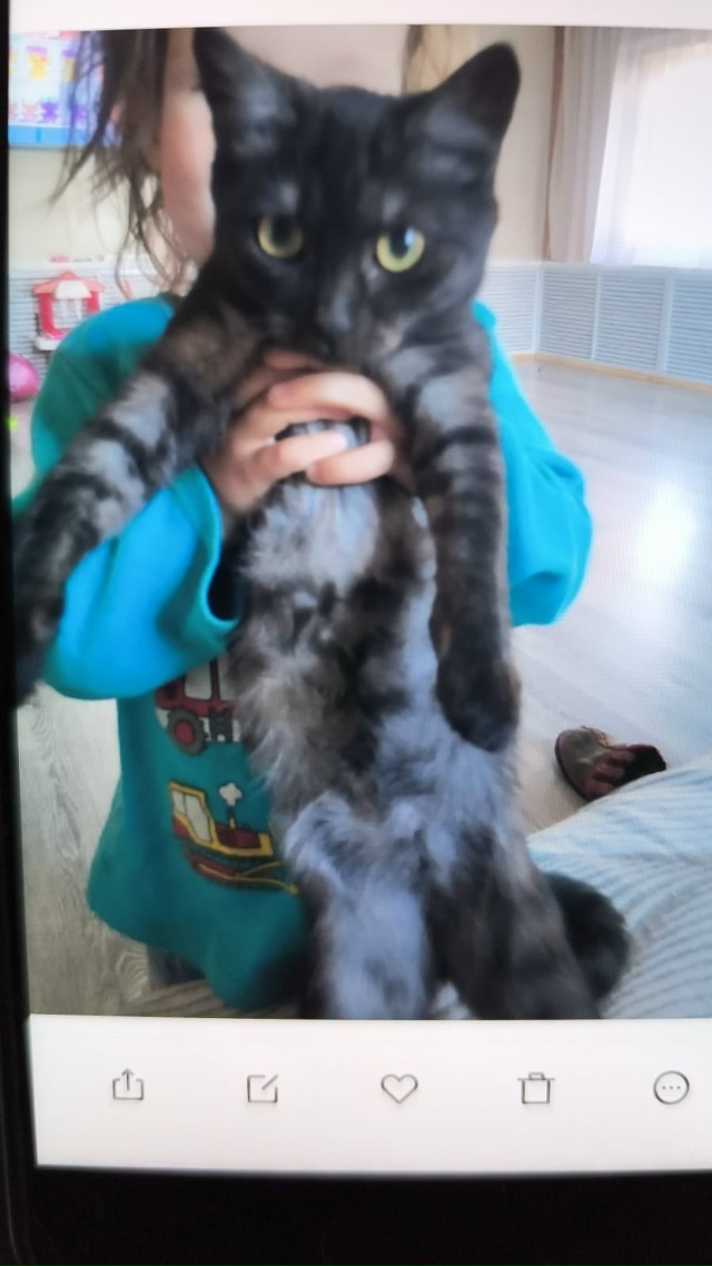 ПОТЕРЯЛСЯ КОТЕНОК В КОЛХОЗНОМ ПОСЕЛКЕ. С ЗЕЛЕНЫМ ОШЕЙН...