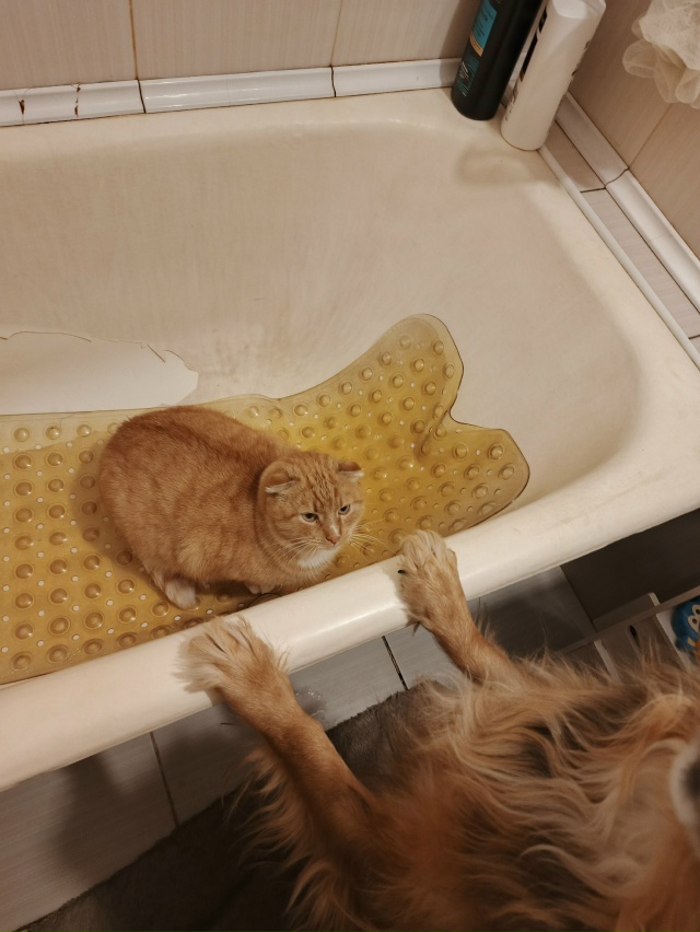 Когда захотел пок****ть в ванне, но карме в виде пса наст...