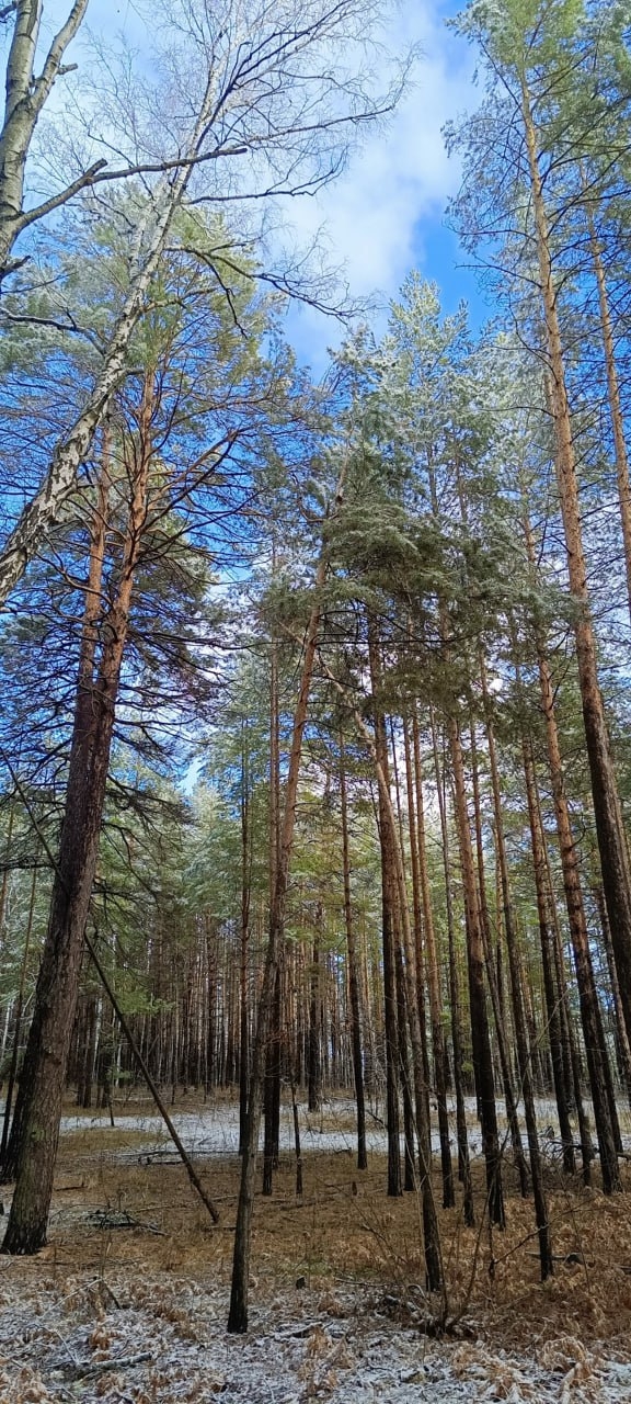 В лесу Прибрежного
📸 Красивые места Самары и област?...