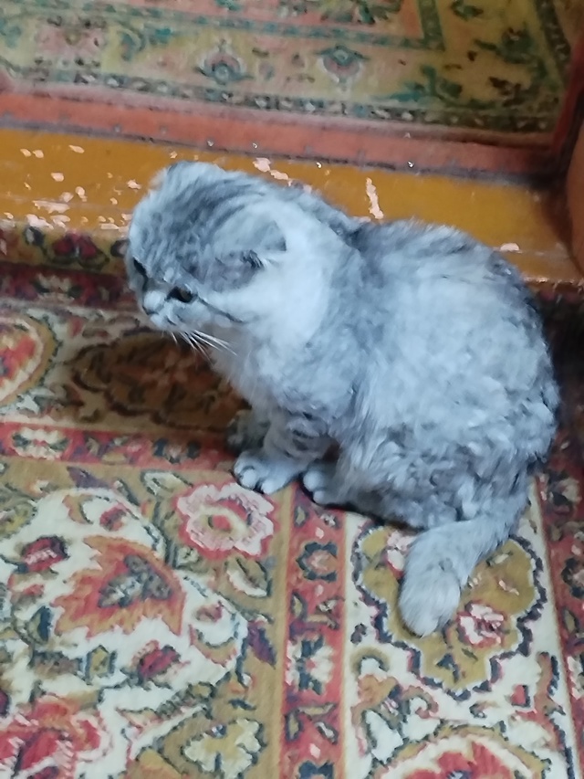 🆘🆘🆘 Помогите найти хозяина уже 5 дней к нам ходит.