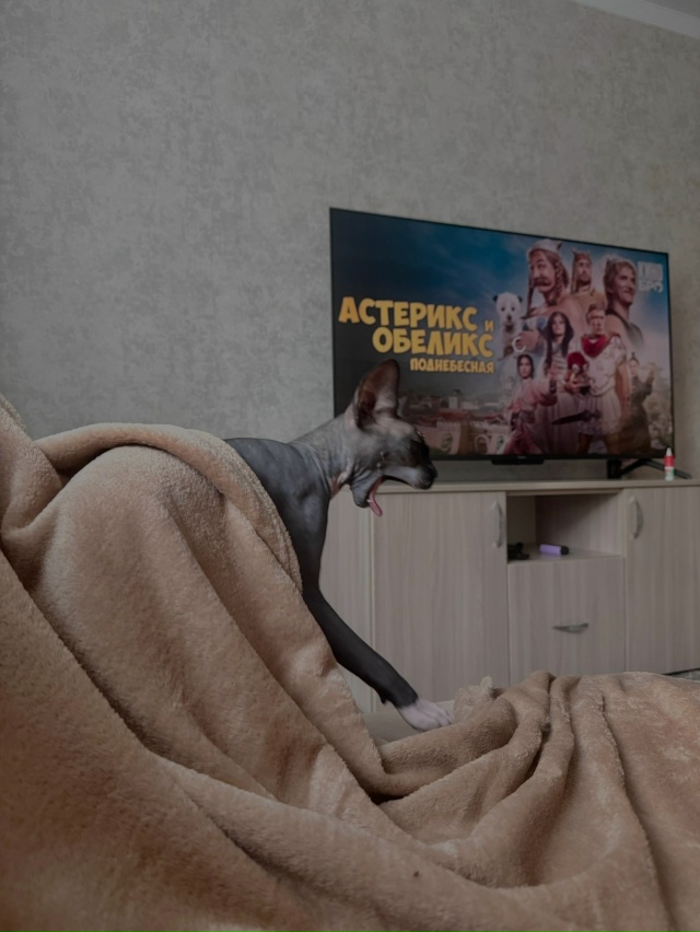 Чепуха, Чепушилка …😏