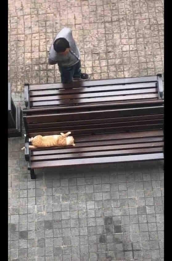 Когда не можешь пройти мимо котика)