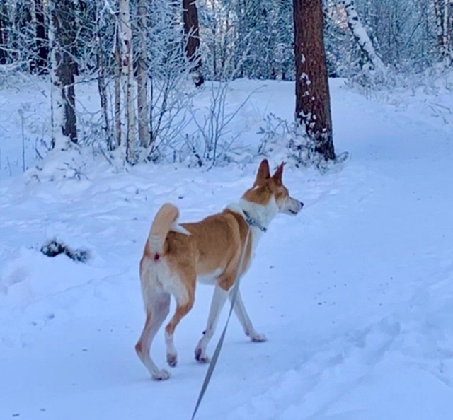 ❗️❗️❗️Пропала собака ❗️❗️❗️в районе пожарной ч?...