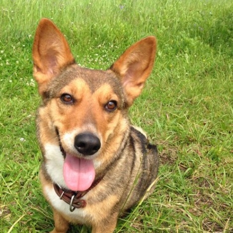 Пропала собака, Шаня, 11 лет. Дворняжка, похожая на корги...