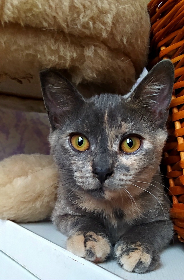 Здравствуйте! Эти два малыша были спасены из холодного...