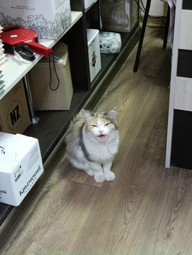 Помощница кассира алкомаркета)