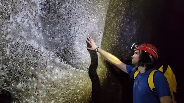 Крупнейшую в мире паутину с населением 111 000 пауков обн?...