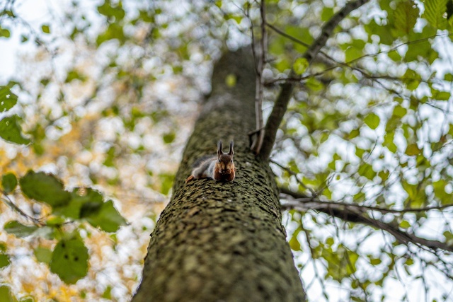Осенние белочки из Раменского парка 🐿