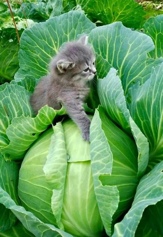 Котёнок-капустенок😂