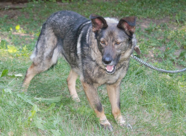 Ищем хороших хозяев для Рокки
Кобель.
Метис овчарки.
В?...
