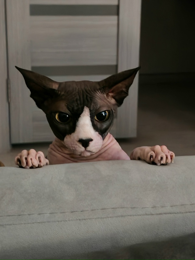 Гермес и его приключения в квартире.