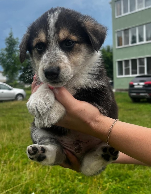 Срочно! Ищем дом малышам 🐶
Буду очень признательна, е?...