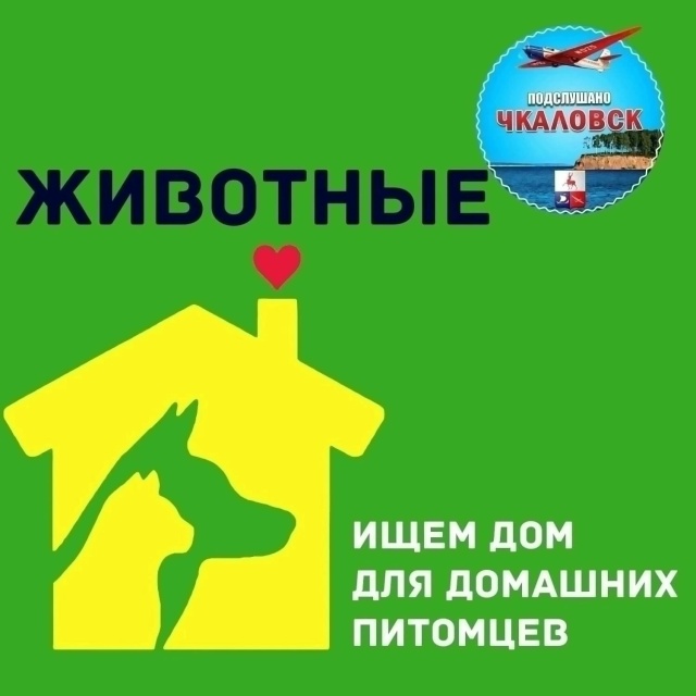 #ВпоискахДома@podslushano4k
•Животные