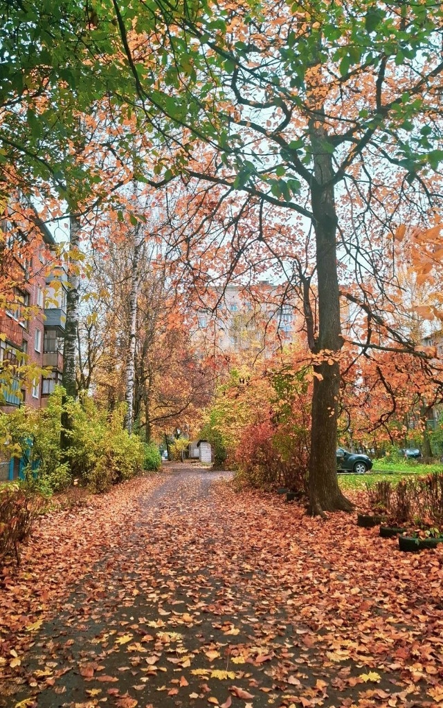 Осеннее Брагино 🍁 Ярославль ❤
📷 Мария Гребеньщиков?...