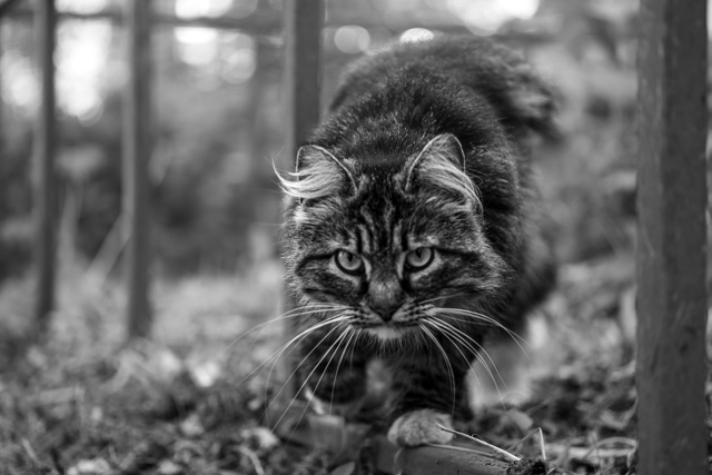Коти Вологды !)