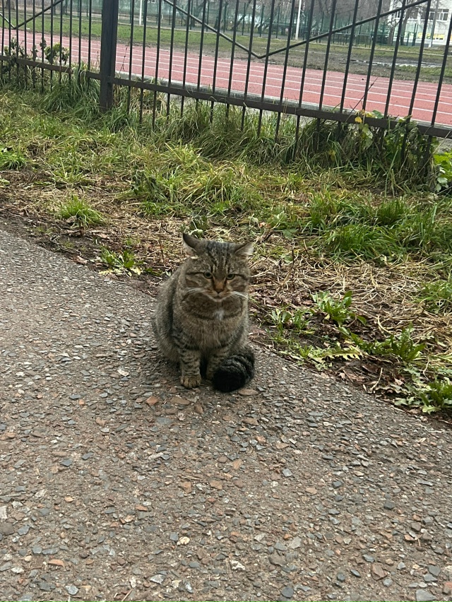 Добрый день! Инорс, между школой 60 и садиком 169 вот уже б...