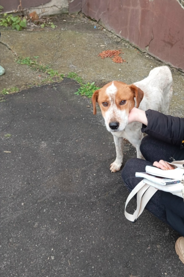 Найдена собака
Может кто то ищет
Пёс сильно худой, аппе...