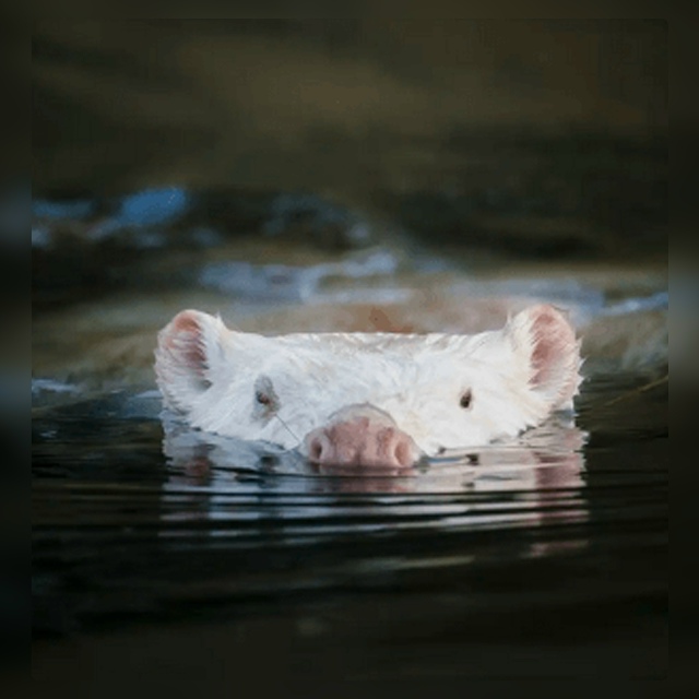 Безумные приколы
Иногда отправляешься за рыбой, а 