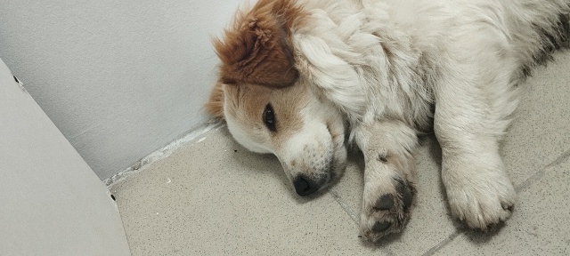 Собачка прибежала прям к ногам и не уходит. Если есть х?...