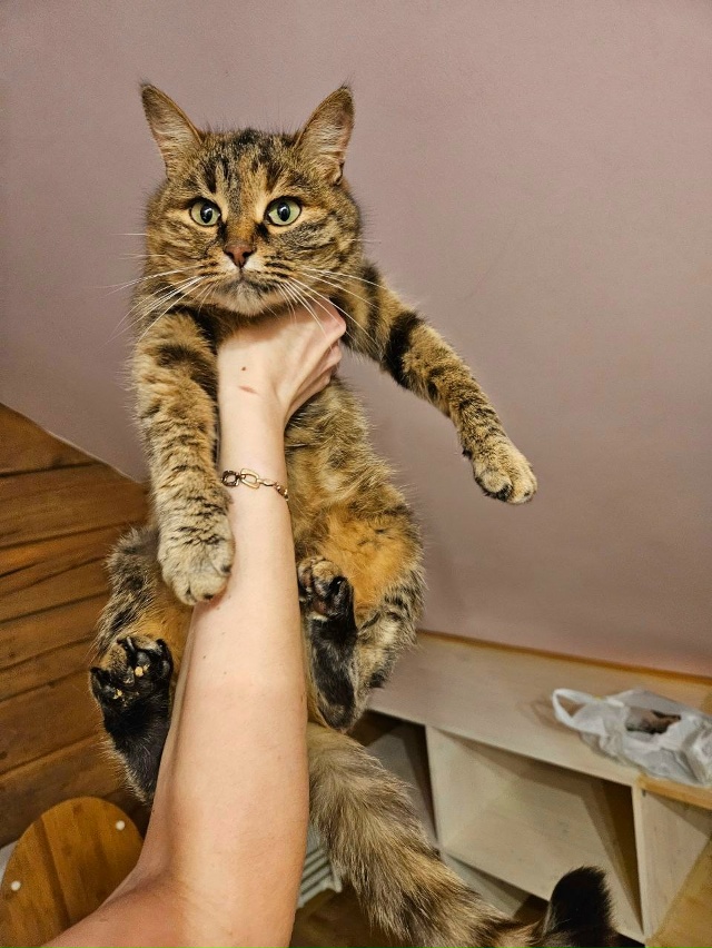 🐈Кошечка ищет дом в Можайске🐈
Была отловлена на улиц...