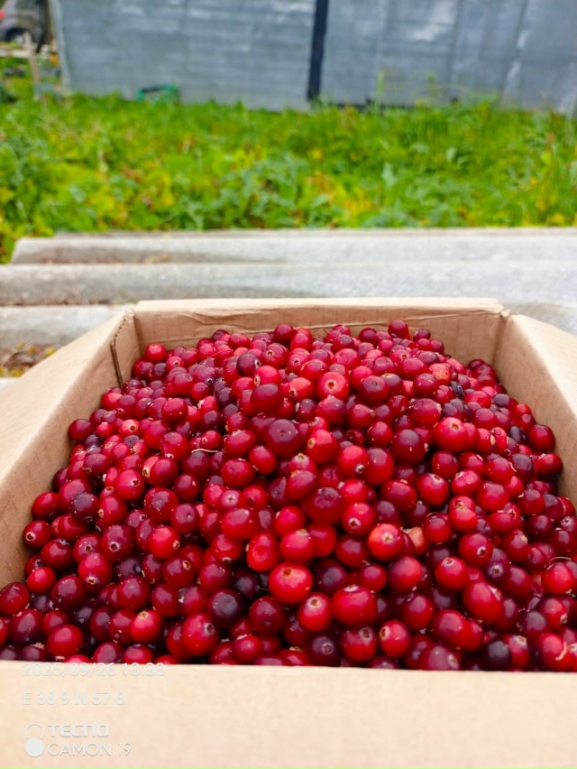 Здравствуйте. Продам клюкву. 200р литр. Привезу в воскре?...