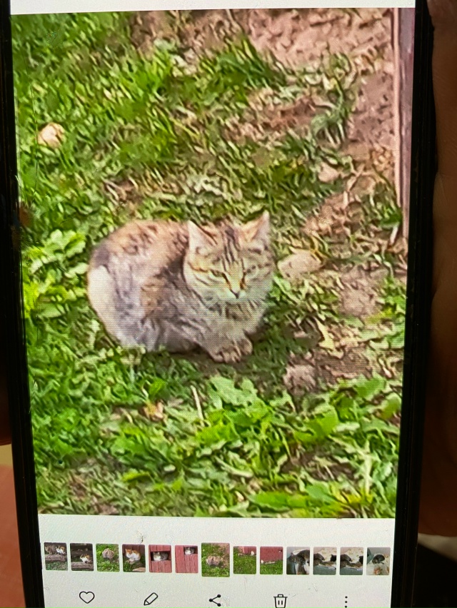 Пристраиваются бездомные котята от кошки -мышеловки . ?...