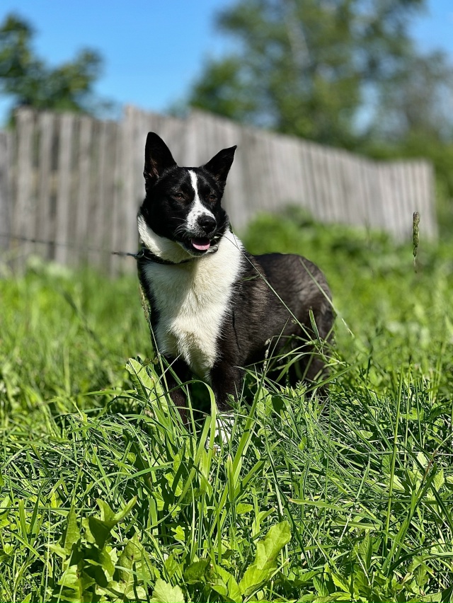 А что такое счастье для собаки?
Не миска корма и вкусня...
