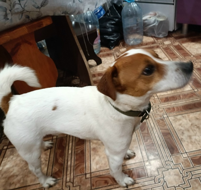 ‼️Найдена собака породы
. Джек Рассел на Садо...