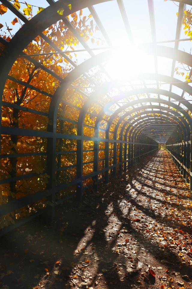 Осенний Петергоф. Фото: Анастасия Смирнова.