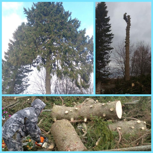 СПИЛИМ ЛЮБОЕ ДЕРЕВО (рядом с домами, проводами, заборам...
