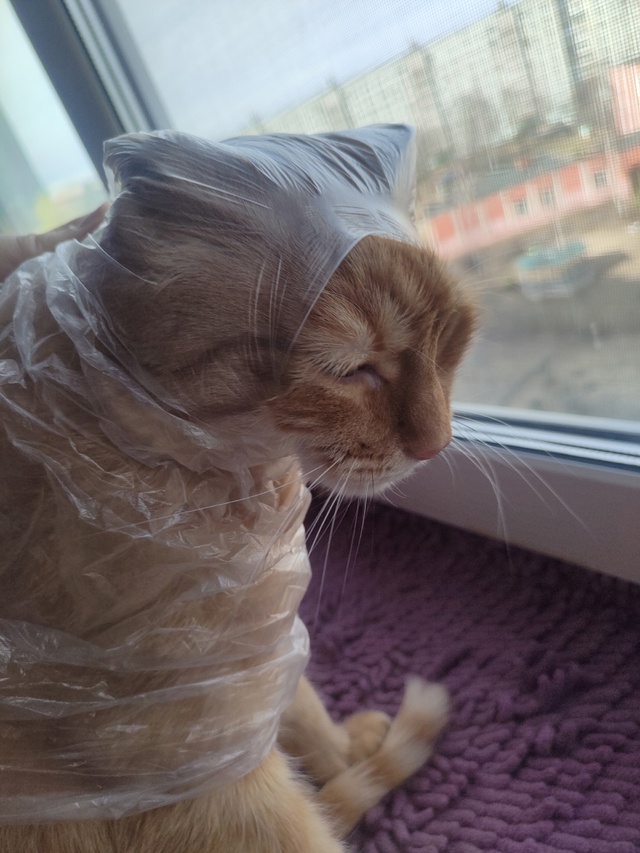Играл с пакетом и проиграл😸