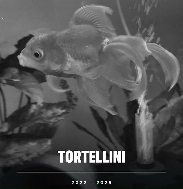 Умерла золотая рыбка, которая смогла победить множест?...