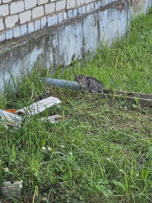 На Кирова 7 котёнок один. Может нужен кому.
