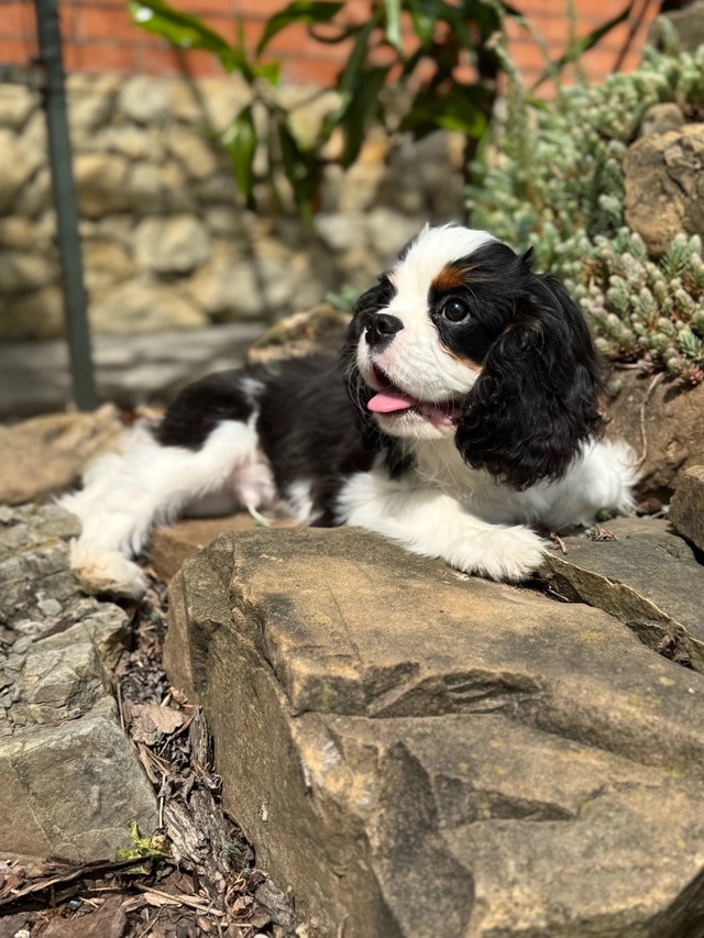 Предлагаются породные щенки ? от импортных родителей...