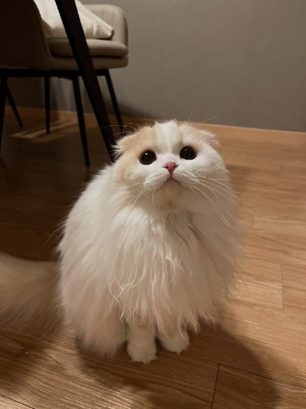 Тайна белого шара раскрыта