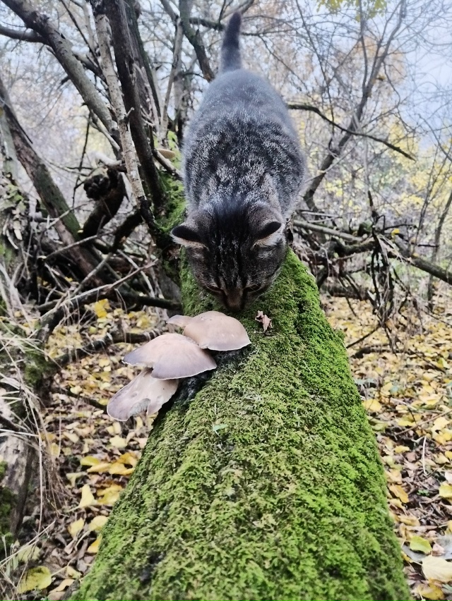 Мурмелад решил оторваться от суеты и насладиться прир?...