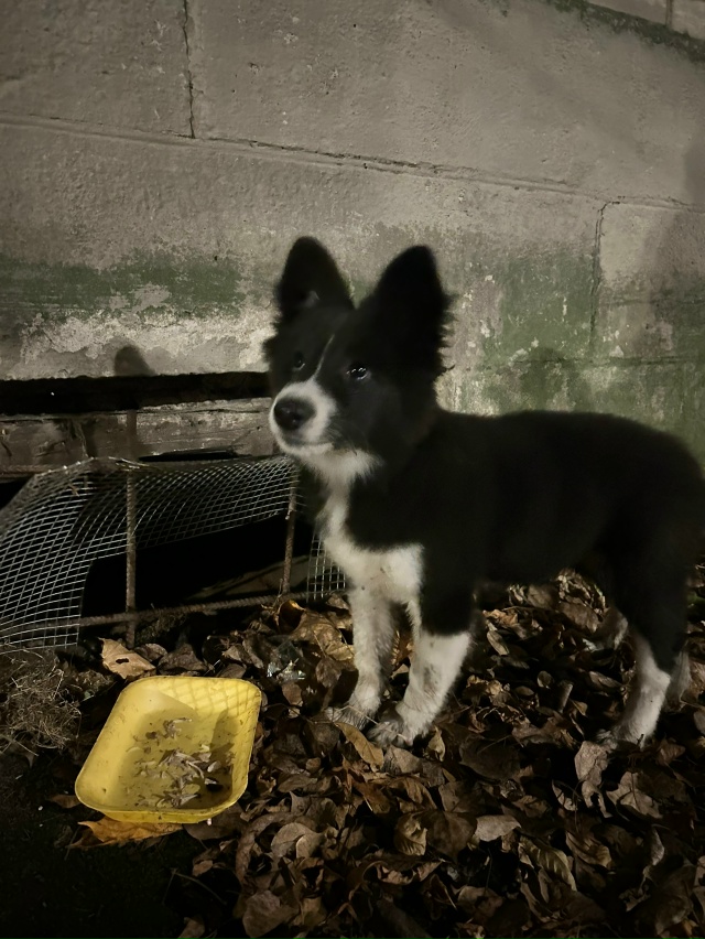 Бегает по улице Калинина, напротив гимназии
Очень лас?...