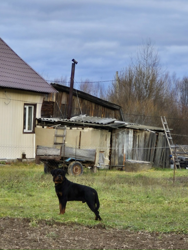 СРОЧНО - ЗАБЕРИТЕ ПСА, без намордника бегает, агрессуе...
