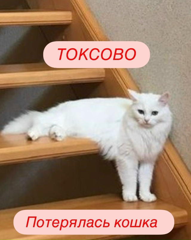 ТОКСОВО ПРОПАЛА КОШКА
Понимаю, что группа сфинксячья,...