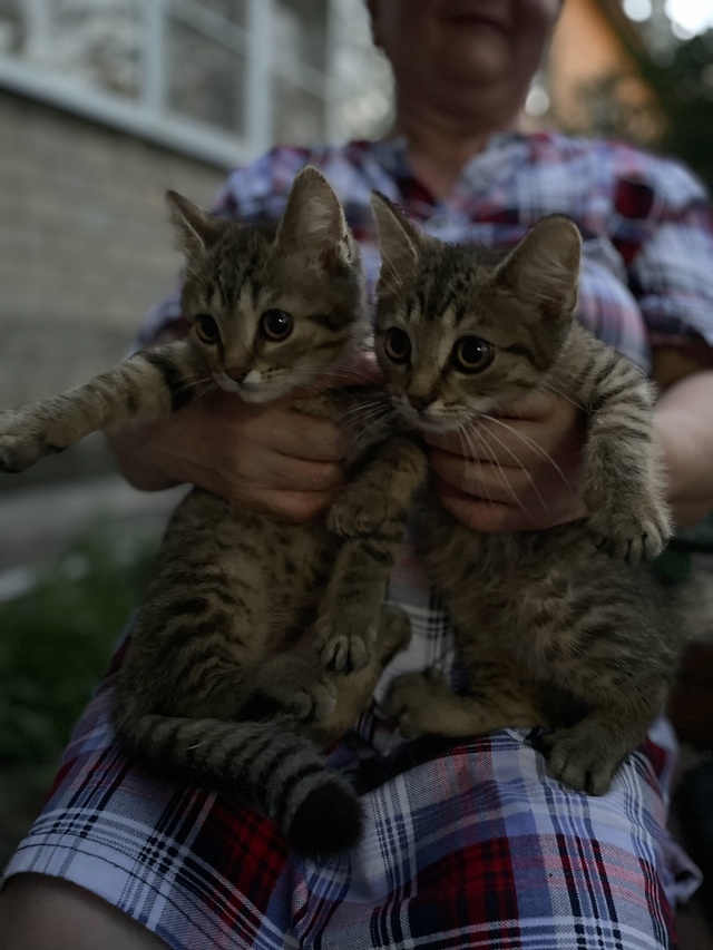 Котята срочно ищут дом! Два мальчика и девочка, котят п?...