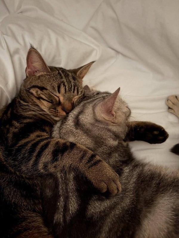 Слатких снов :3