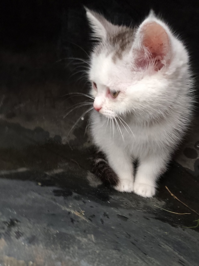 Нашли котят девочки несколько дней под забором лежали ...