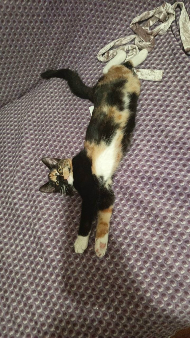 Кошечке очень нужен дом и любящая семья,ей четыре меся?...