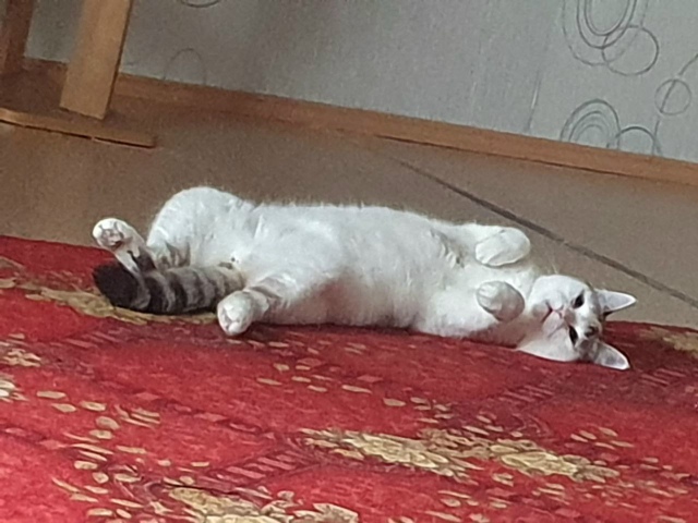 Я голоден только тогда, когда я голоден, а когда я не го?...