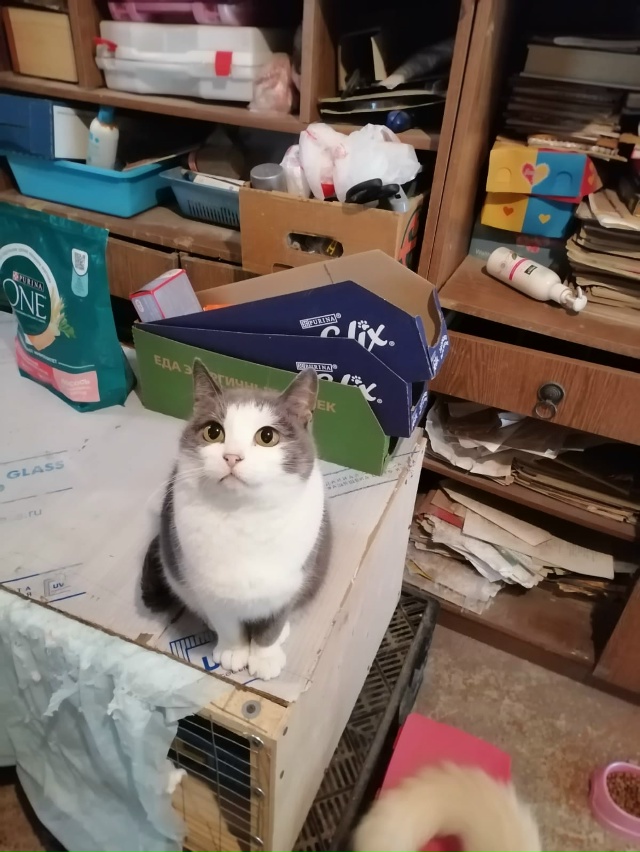 Это не просто кошка - это живая энергия с достоинствами...