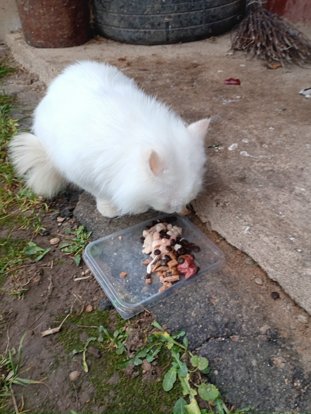 Добрый день! Может кто потерял кошку или кота, на Молод?...