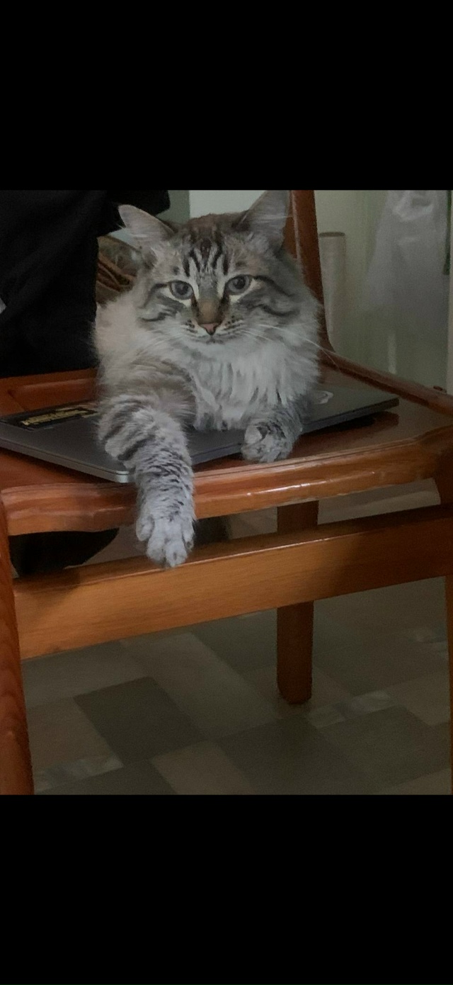 Потерялся кот в районе Храма, очень дорог для ребенка и...